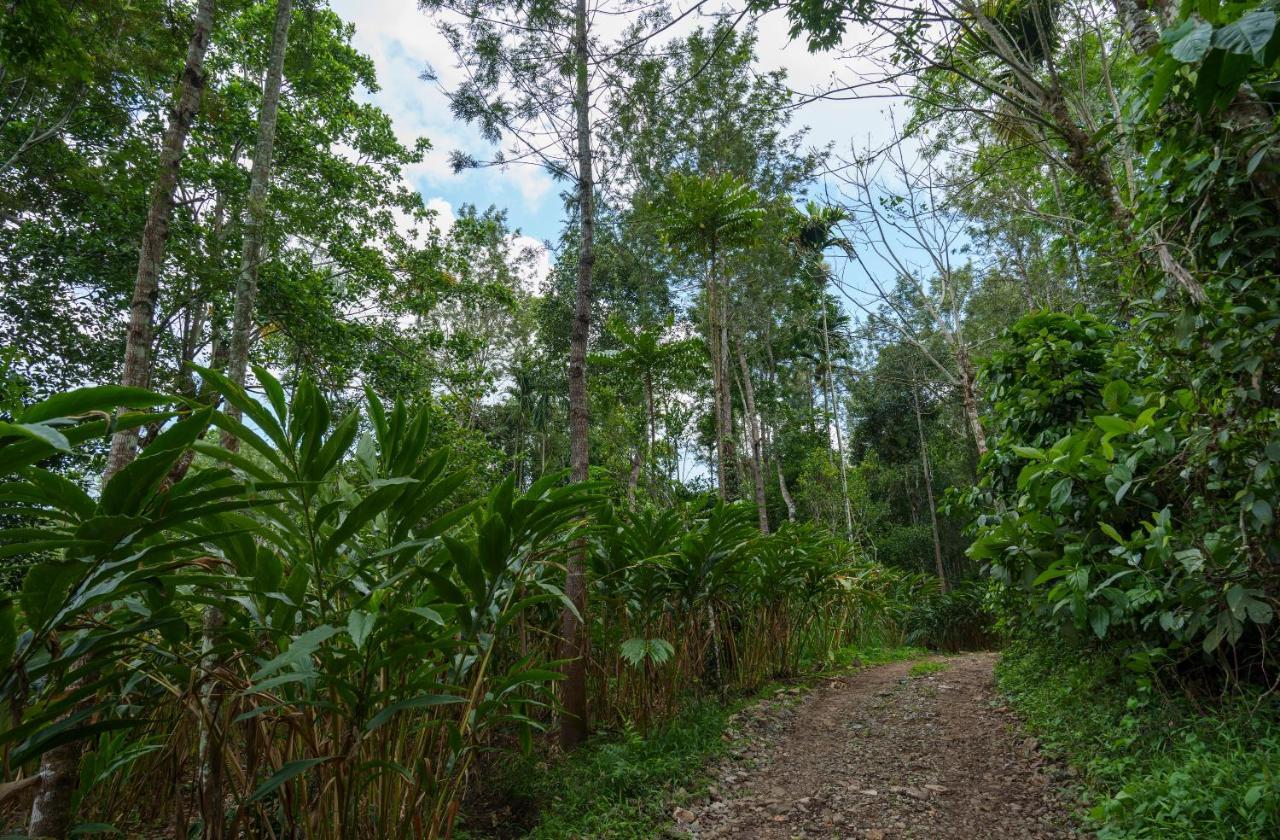 Mystic Trees, Kumily Lejlighed Thekkady Eksteriør billede