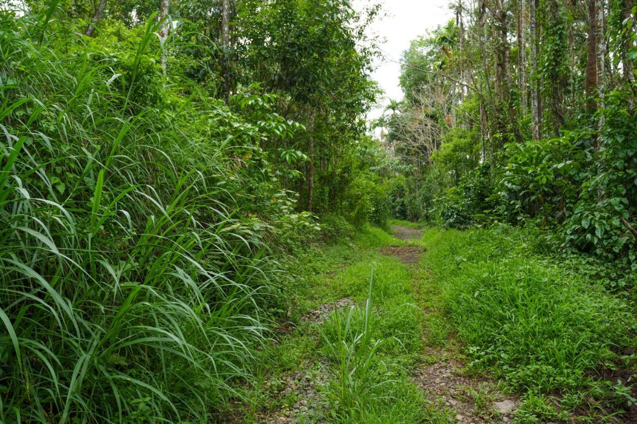 Mystic Trees, Kumily Lejlighed Thekkady Eksteriør billede