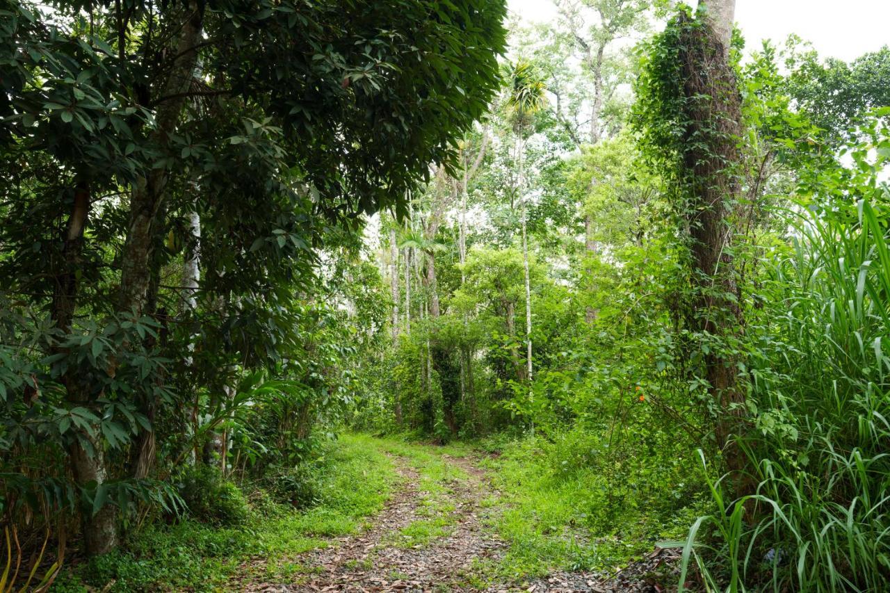 Mystic Trees, Kumily Lejlighed Thekkady Eksteriør billede
